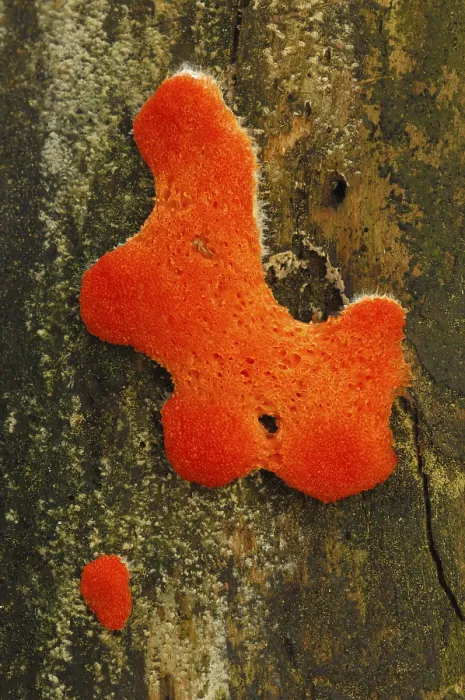 Framed Print : Tree Fungus Print Framed Print : Tree Fungus Print