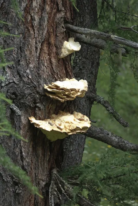 Framed Print : Tree Fungus Print Framed Print : Tree Fungus Print