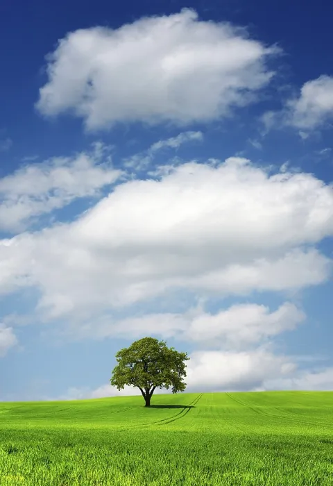 Framed Print : Tree on green field Print Framed Print : Tree on green field Print