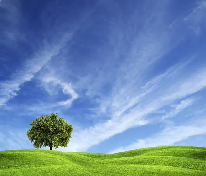 Framed Print : Tree on Green Field Print Framed Print : Tree on Green Field Print