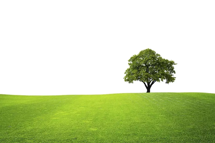 Framed Print : Tree on green field Print Framed Print : Tree on green field Print