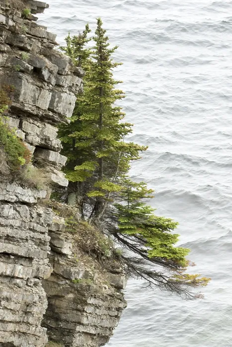 Framed Print : Tree on Cliff Print - Dramatic Landscape Framed Print : Tree on Cliff Print - Dramatic Landscape