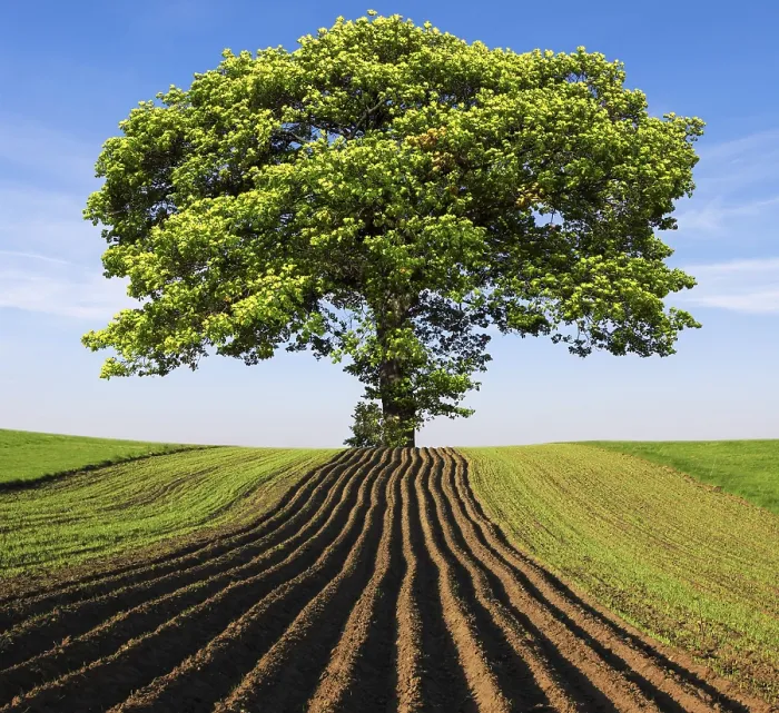 Framed Print : Tree on the hill Print Framed Print : Tree on the hill Print