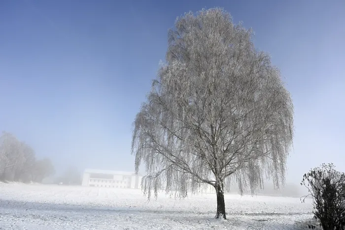 Framed Print : Hoarfrost Tree Print Framed Print : Hoarfrost Tree Print