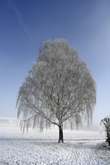 Framed Print : Hoarfrost Tree Print Framed Print : Hoarfrost Tree Print