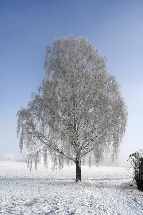 Framed Print : Hoarfrost Tree Print Framed Print : Hoarfrost Tree Print