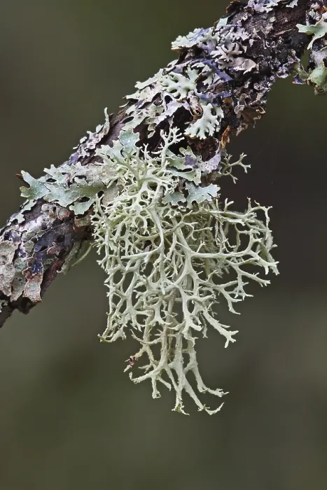 Framed Print : Tree Lichen Print