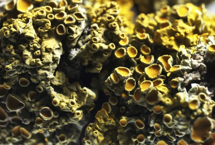 Framed Print : Tree Lichen Macro Print Framed Print : Tree Lichen Macro Print