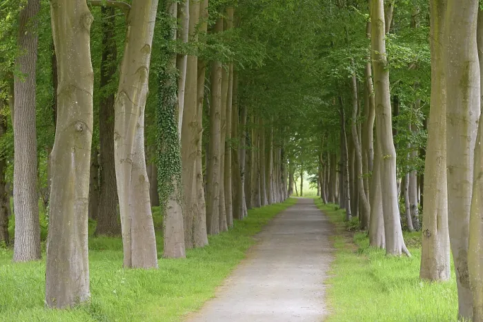 Framed Print : Tree-lined Avenue Print, European Beech Trees