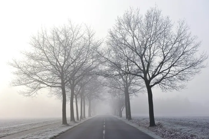 Framed Print : Tree-lined Avenue in Mist Print Framed Print : Tree-lined Avenue in Mist Print