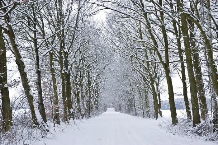 Framed Print : Tree-lined Avenue in Winter Print Framed Print : Tree-lined Avenue in Winter Print