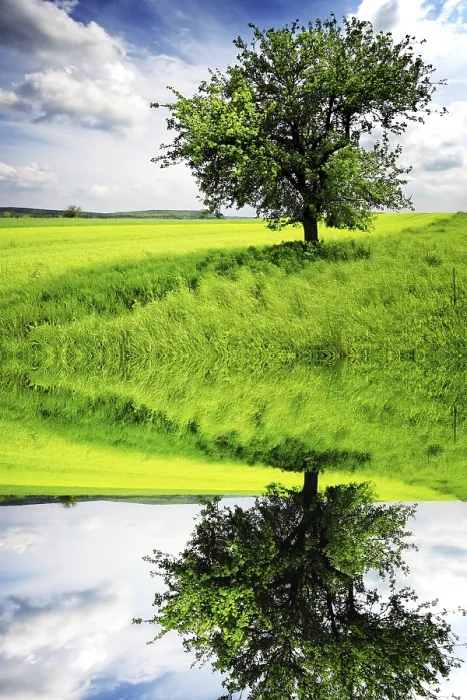 Framed Print : Tree in the meadow Print Framed Print : Tree in the meadow Print