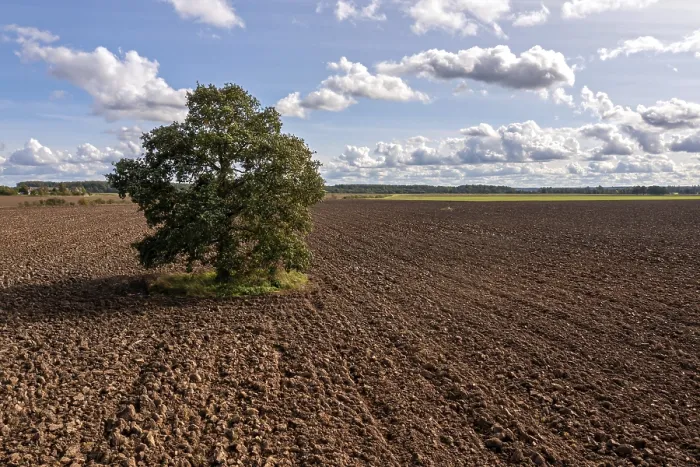 Framed Print : Tree in a ploughed field with clouds, Print Framed Print : Tree in a ploughed field with clouds, Print