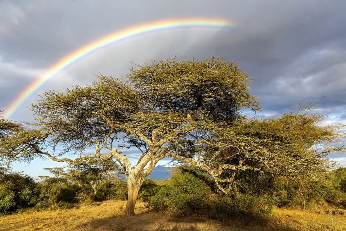 Framed Print : Tree under Rainbow Print, Solio Ranch, Kenya Framed Print : Tree under Rainbow Print, Solio Ranch, Kenya