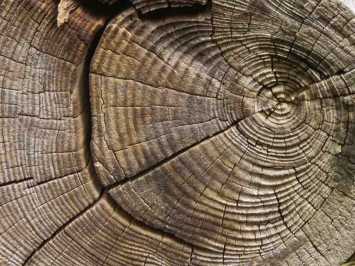Framed Print : Tree Ring Print Framed Print : Tree Ring Print