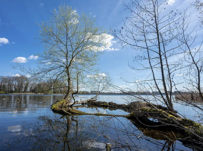 Framed Print : Tree with root and branches in the lake, Berlin Print Framed Print : Tree with root and branches in the lake, Berlin Print
