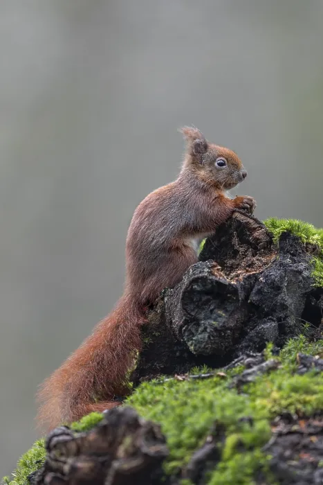 Framed Print : Squirrel perched on tree root Print, Germany January Framed Print : Squirrel perched on tree root Print, Germany January