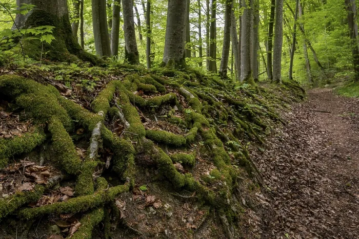 Framed Print : Tree Roots and Forest Path Print, Wiesensteig, Germany Framed Print : Tree Roots and Forest Path Print, Wiesensteig, Germany