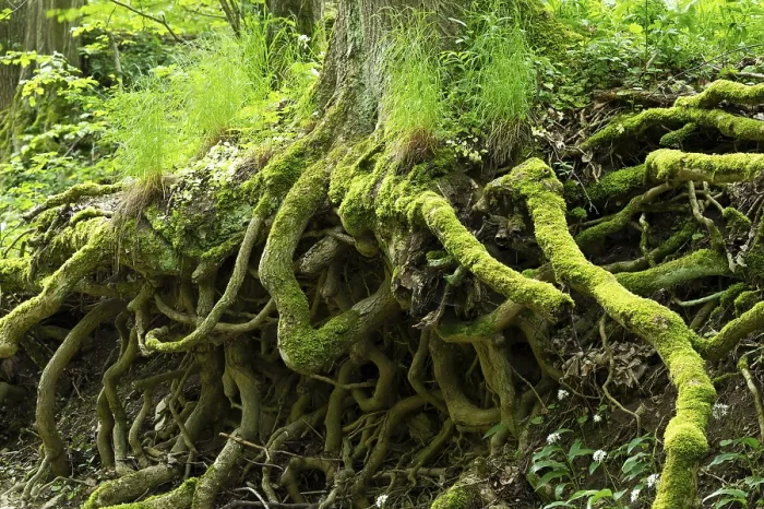 Framed Print : Tree Roots Overgrown with Moss Print, Thuringia, Germany Framed Print : Tree Roots Overgrown with Moss Print, Thuringia, Germany