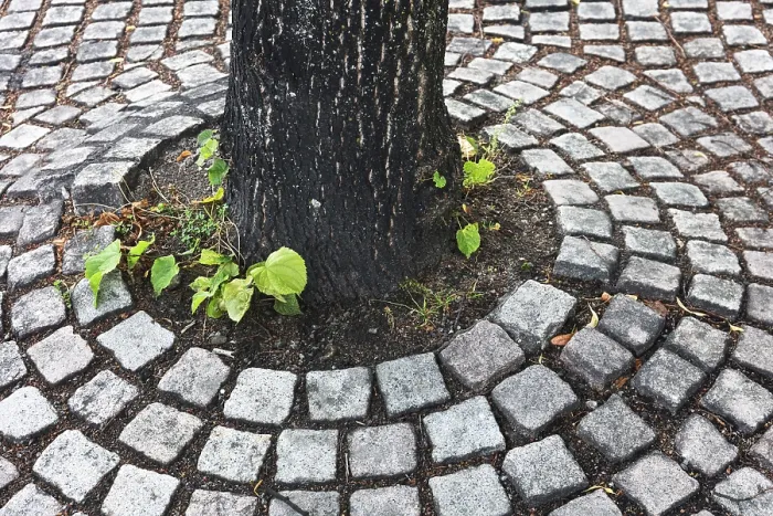Framed Print : Tree on sidewalk in the city Print Framed Print : Tree on sidewalk in the city Print