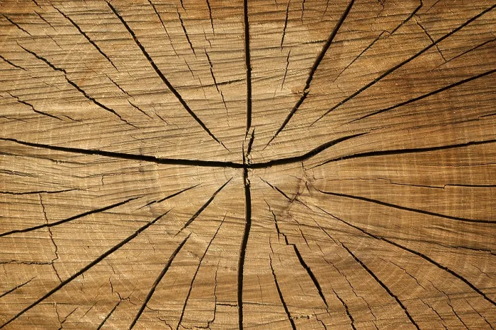 Framed Print : Tree Slice with Cracks in Wood Print, Baden-Wurttemberg