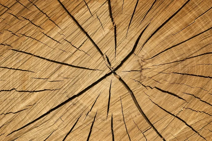 Framed Print : Tree Slice Print with Cracks in Wood, Germany Framed Print : Tree Slice Print with Cracks in Wood, Germany