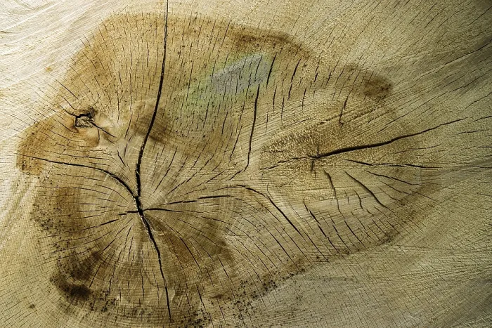 Framed Print : Tree Slice Print with Cracks in Wood, Germany Framed Print : Tree Slice Print with Cracks in Wood, Germany
