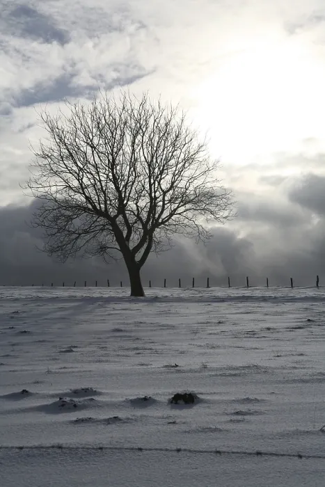 Framed Print : Tree on a Snow-Covered Meadow Print Framed Print : Tree on a Snow-Covered Meadow Print