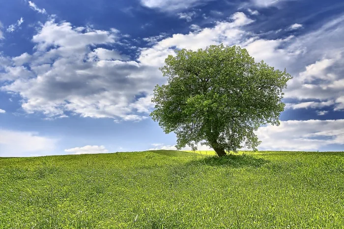 Framed Print : Tree on Spring Meadow Print Framed Print : Tree on Spring Meadow Print