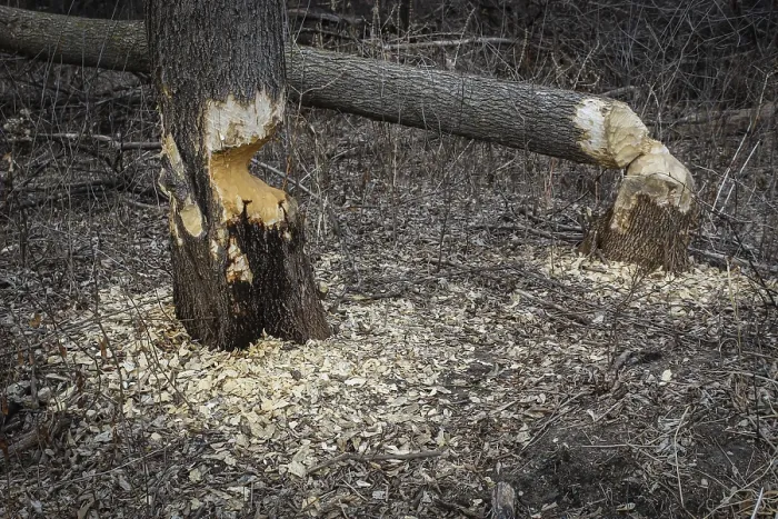 Framed Print : Beaver Dam Print: Tree and Debris in Woodland Setting Framed Print : Beaver Dam Print: Tree and Debris in Woodland Setting