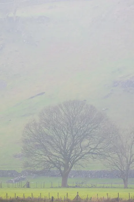 Framed Print : Misty Tree in Cumbrian Pasture Print Framed Print : Misty Tree in Cumbrian Pasture Print