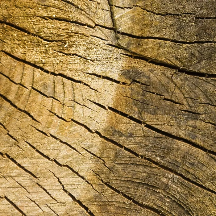 Framed Print : Tree Stump Background Print Framed Print : Tree Stump Background Print