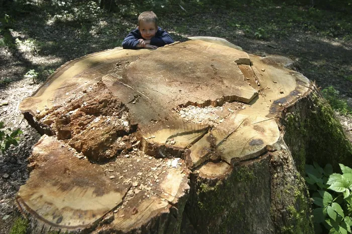 Framed Print : Child Sitting on Tree Stump Print Framed Print : Child Sitting on Tree Stump Print