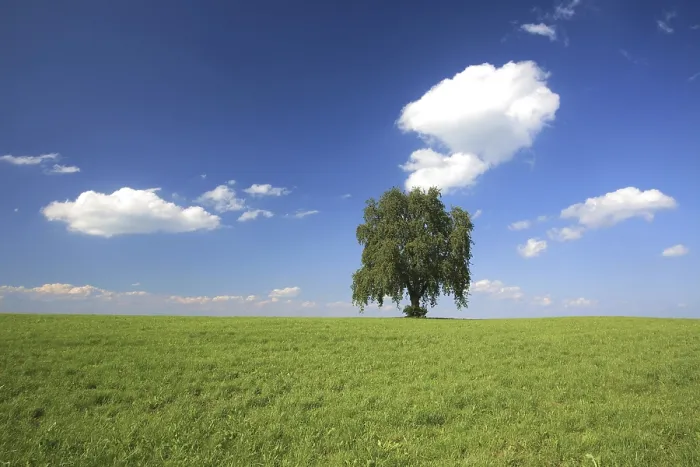 Framed Print : Tree in a Summer Setting Print, Altnau Switzerland Framed Print : Tree in a Summer Setting Print, Altnau Switzerland