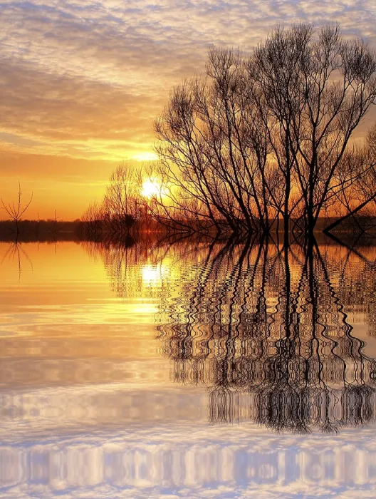 Framed Print : Tree at Sunset Print