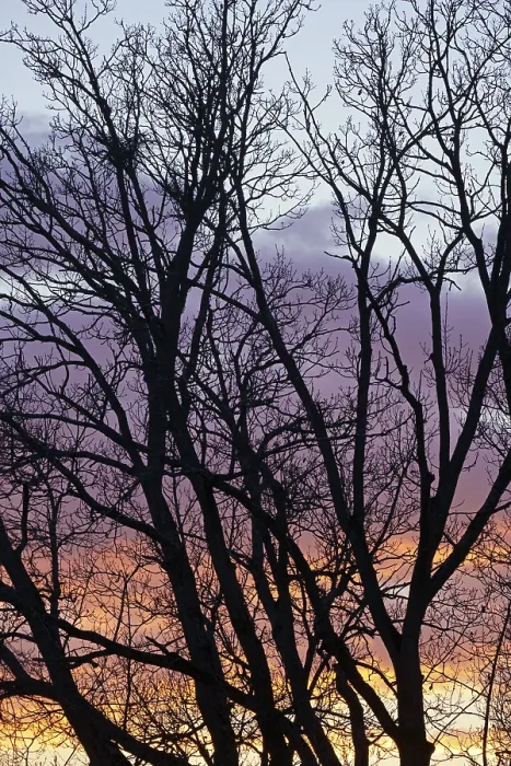 Framed Print : Tree with Sunset Print, Hesse, Germany Framed Print : Tree with Sunset Print, Hesse, Germany