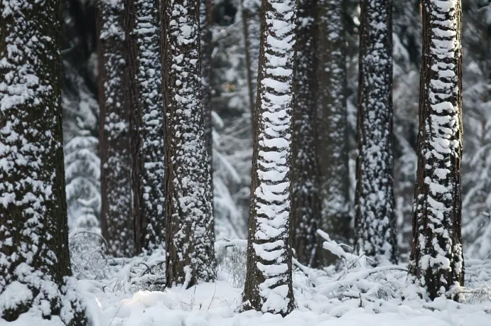 Framed Print : Winter Coniferous Forest Print Framed Print : Winter Coniferous Forest Print