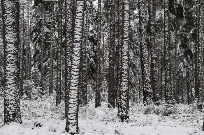 Framed Print : Coniferous Forest Print: Winter Scene Framed Print : Coniferous Forest Print: Winter Scene