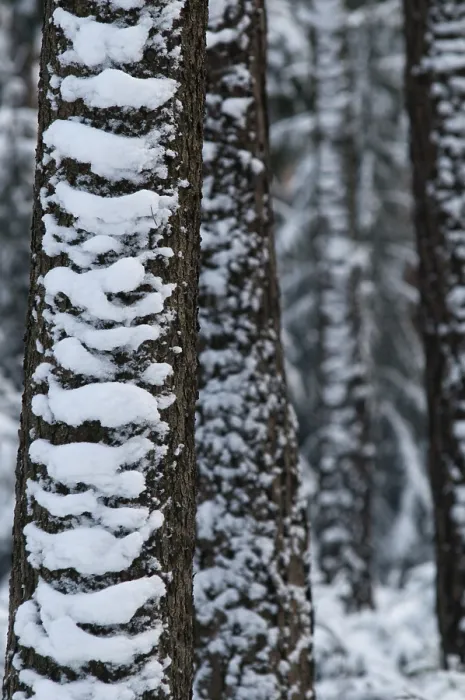 Framed Print : Winter Coniferous Forest Tree Print Framed Print : Winter Coniferous Forest Tree Print