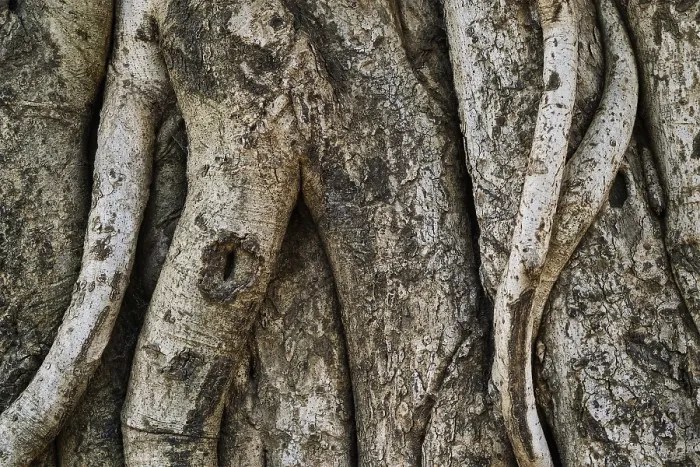 Framed Print : Tree Trunk Bark Texture Print Framed Print : Tree Trunk Bark Texture Print