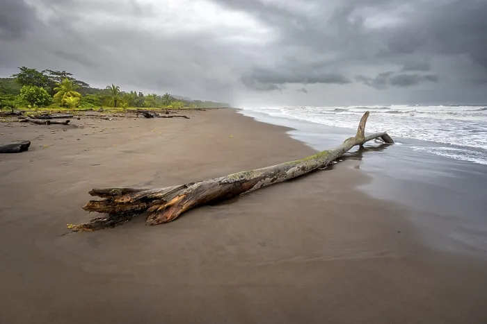 Framed Print : Tree Trunk on the Beach Print, Costa Rica Framed Print : Tree Trunk on the Beach Print, Costa Rica