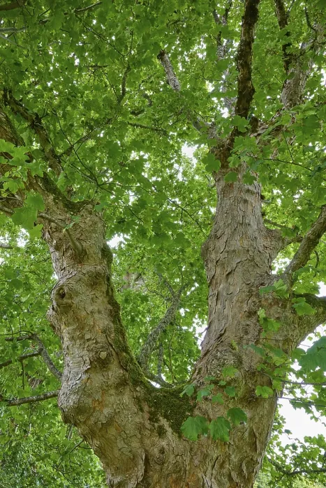 Framed Print : Maple Tree Print, Cawdor, Scotland Framed Print : Maple Tree Print, Cawdor, Scotland