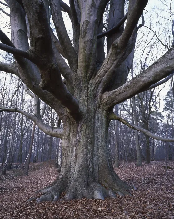 Framed Print : Tree Trunk of Copper Beech Print, Schorfheide, Germany Framed Print : Tree Trunk of Copper Beech Print, Schorfheide, Germany