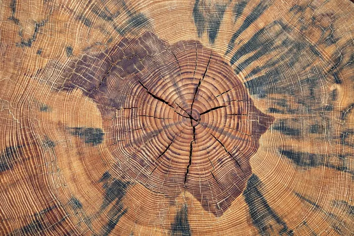 Framed Print : Tree Trunk Cross Section Print