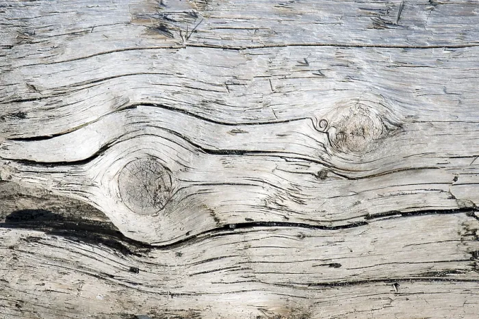 Framed Print : Tree Trunk Driftwood Print, Denmark Framed Print : Tree Trunk Driftwood Print, Denmark