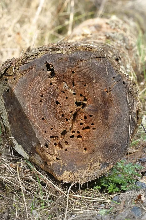 Framed Print : Tree Trunk Print, Insect House, Wilnsdorf, Germany Framed Print : Tree Trunk Print, Insect House, Wilnsdorf, Germany