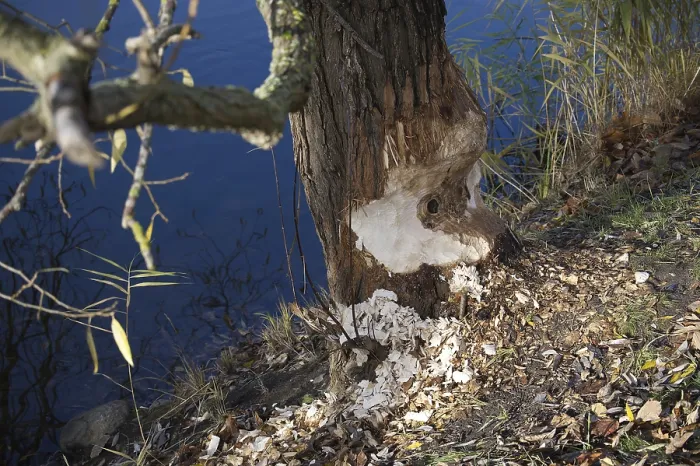 Framed Print : A Tree Trunk Showing Beaver Damage Print Framed Print : A Tree Trunk Showing Beaver Damage Print