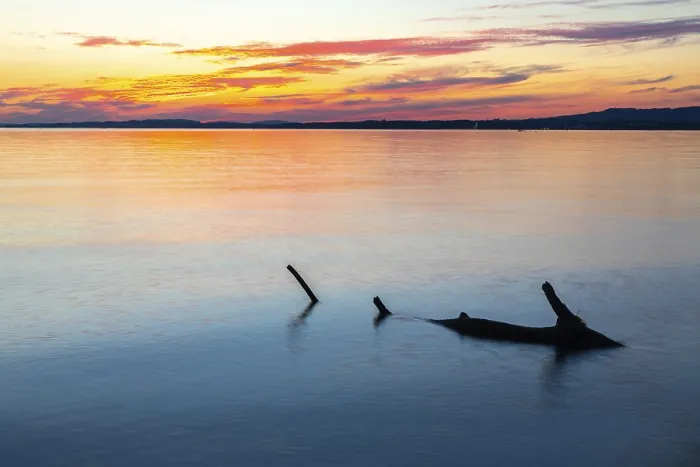 Framed Print : Tree Trunk in Water at Sunset Print, Lake Constance, Germany Framed Print : Tree Trunk in Water at Sunset Print, Lake Constance, Germany
