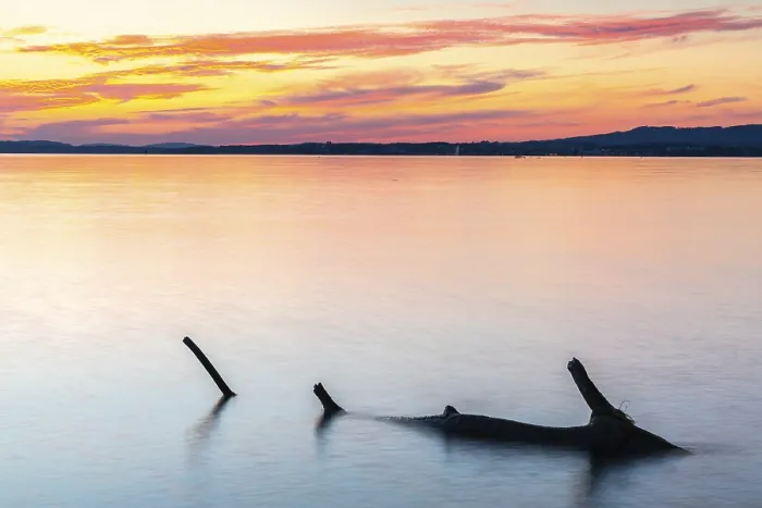 Framed Print : Tree Trunk Print in Sunset, Lake Constance, Germany Framed Print : Tree Trunk Print in Sunset, Lake Constance, Germany