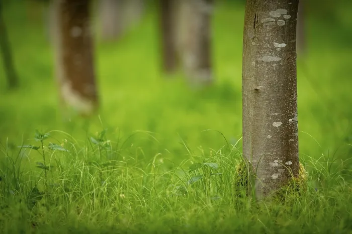 Framed Print : Beech Forest Trunks in Spring Print, Bavaria Framed Print : Beech Forest Trunks in Spring Print, Bavaria